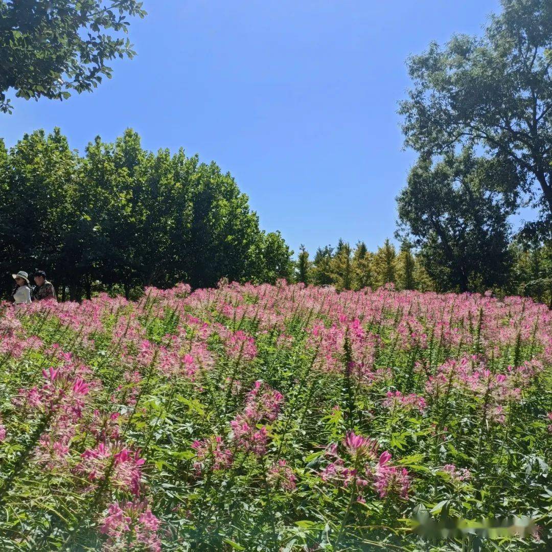 10月6日金石滩石猴观海 花海美拍1日活动(含午餐)