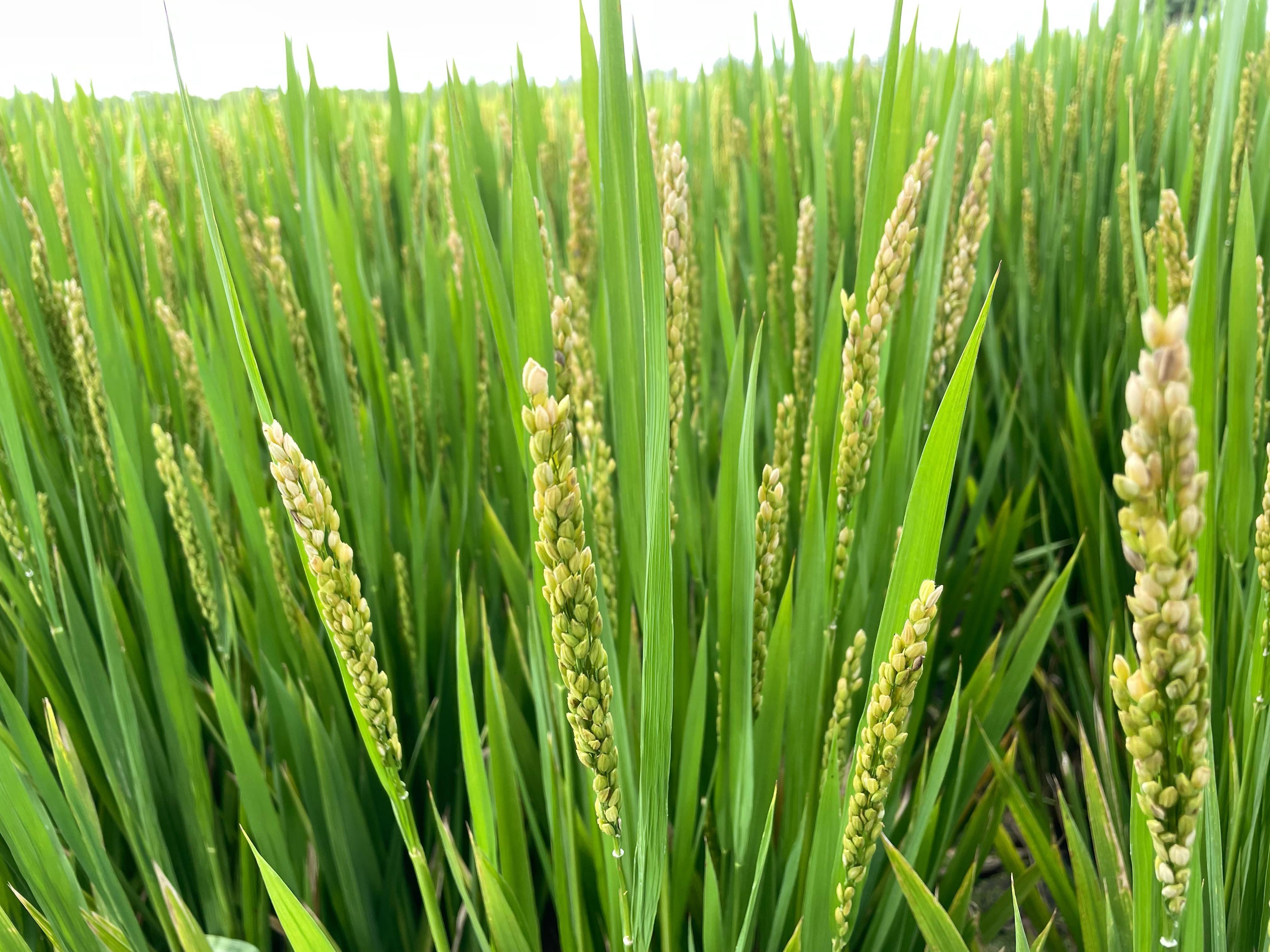 水稻_上海_农业