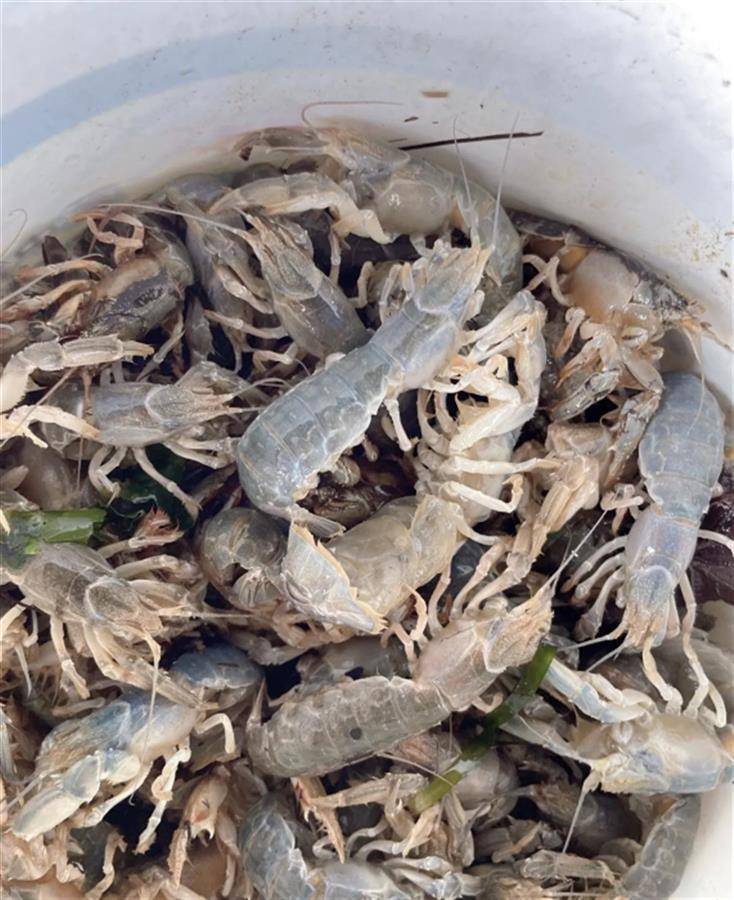 山东烟台一海滩退潮后现大量海鲜，市民：一抓一把，捡了几百只虾