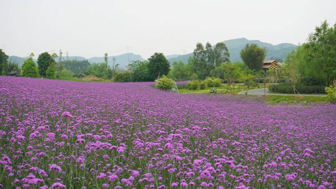 富川神仙湖花海绝美来袭!门票连续3天9.9元抢!_国庆_邂逅_鲜花