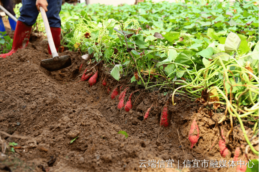 种植_番薯_农户