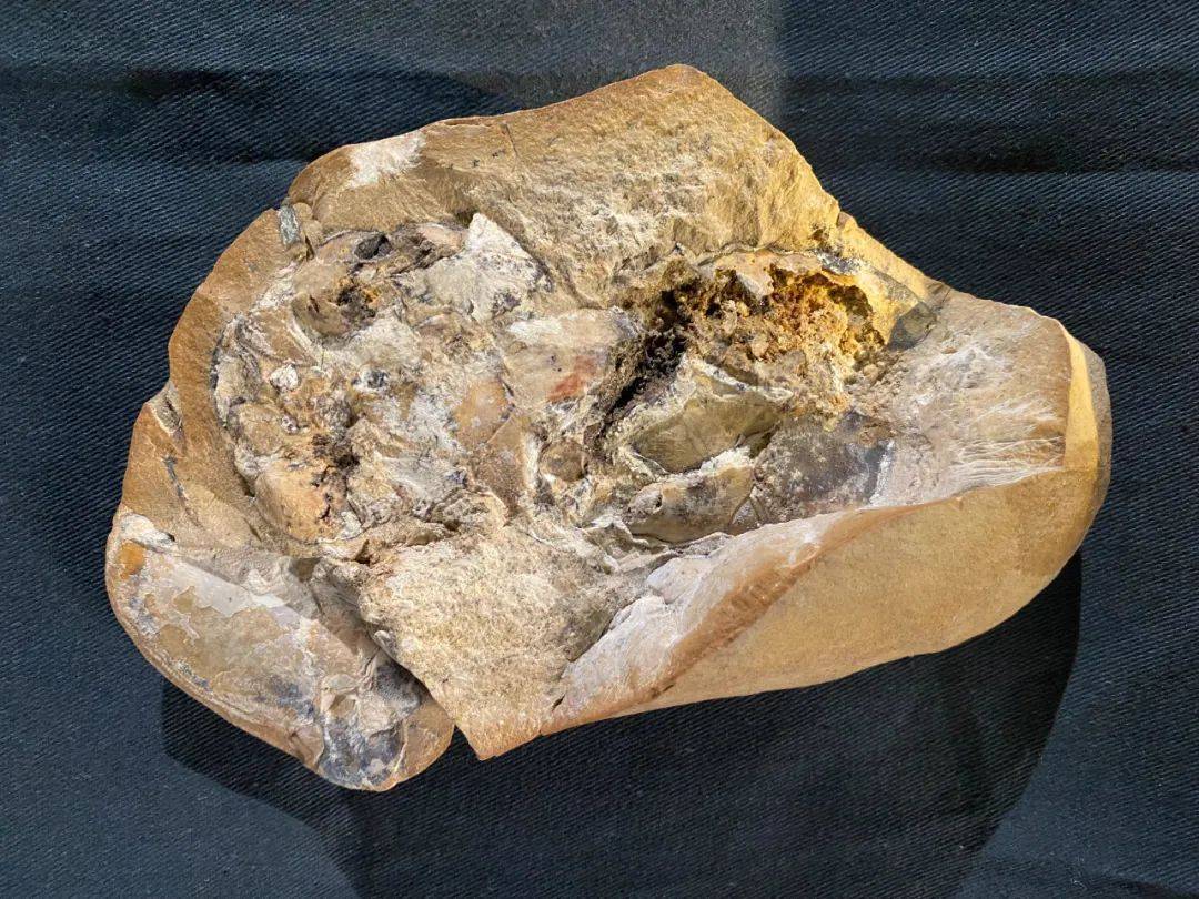 “戈戈鱼”化石——目前已知最古老的动物软器官