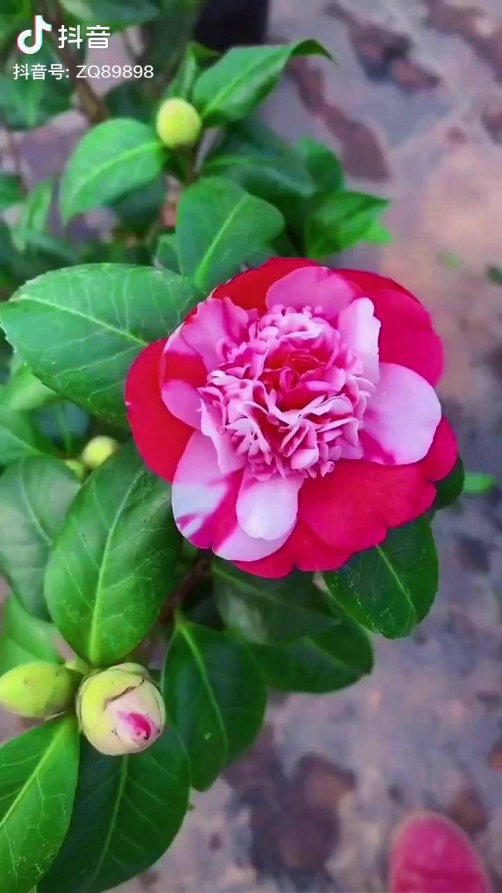 花蝴蝶茶花_茶花