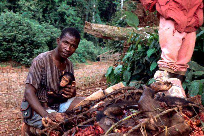 刚果3只黑猩猩被绑架,不给赎金就"撕票"!保护区会给赎金吗?