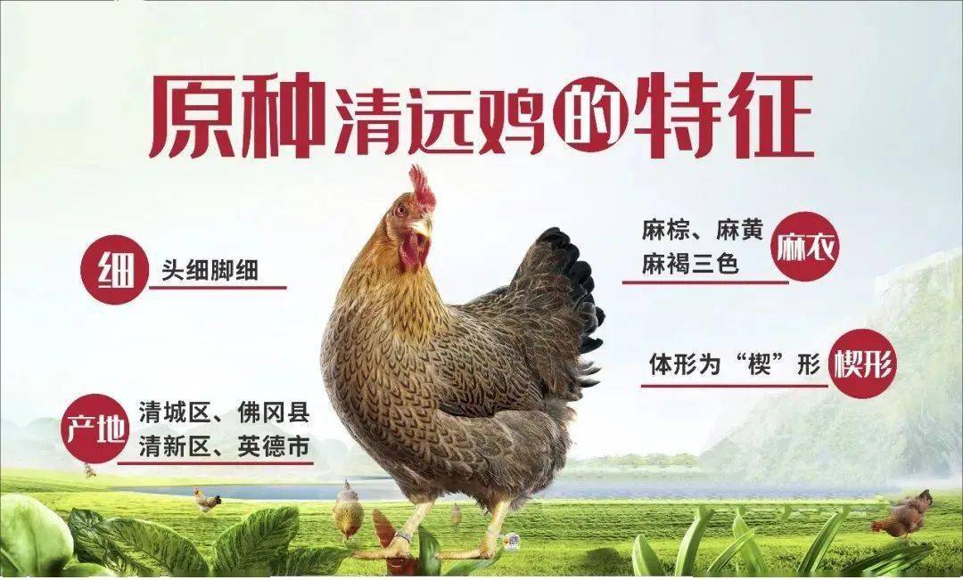 5好原料--成就好品质清远鸡俗称清远麻鸡,因母鸡背羽面点缀着无数芝麻