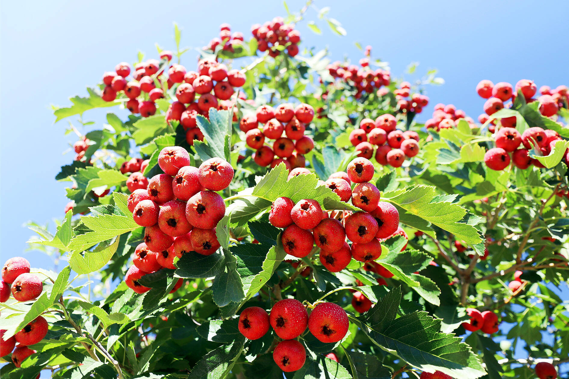 夏张镇:山楂成熟 红了枝头_岱岳区_北庄村_泰安市