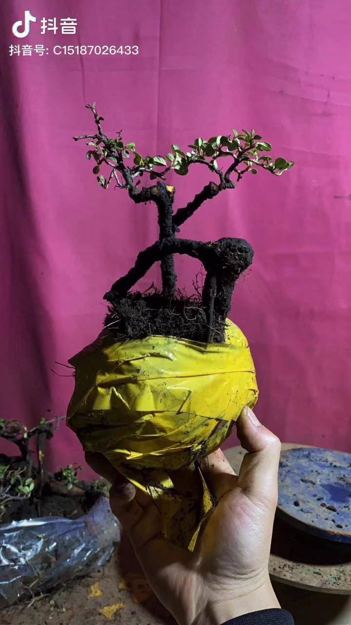 白花珍珠大果荀子31颗图片荀子小品 黄杨世家_图片_黄杨_小品