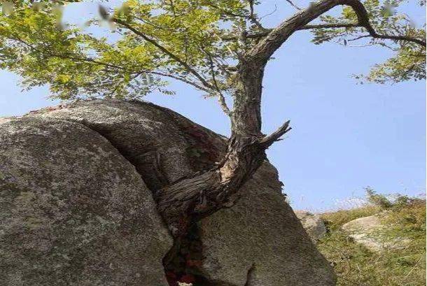 沿岩石裂隙生长,楔入岩隙,扩展裂隙,把岩石挤开,这种作用称为根劈作用