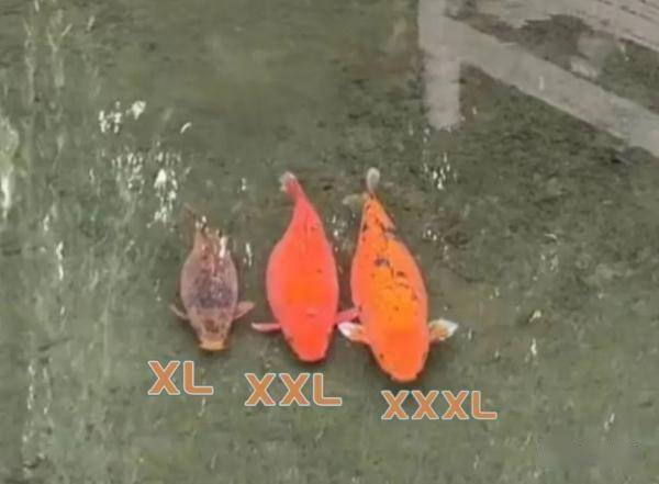 “XL、XXL、XXXL”…济南趵突泉3只胖锦鲤同框！网友：饭搭子出游了？