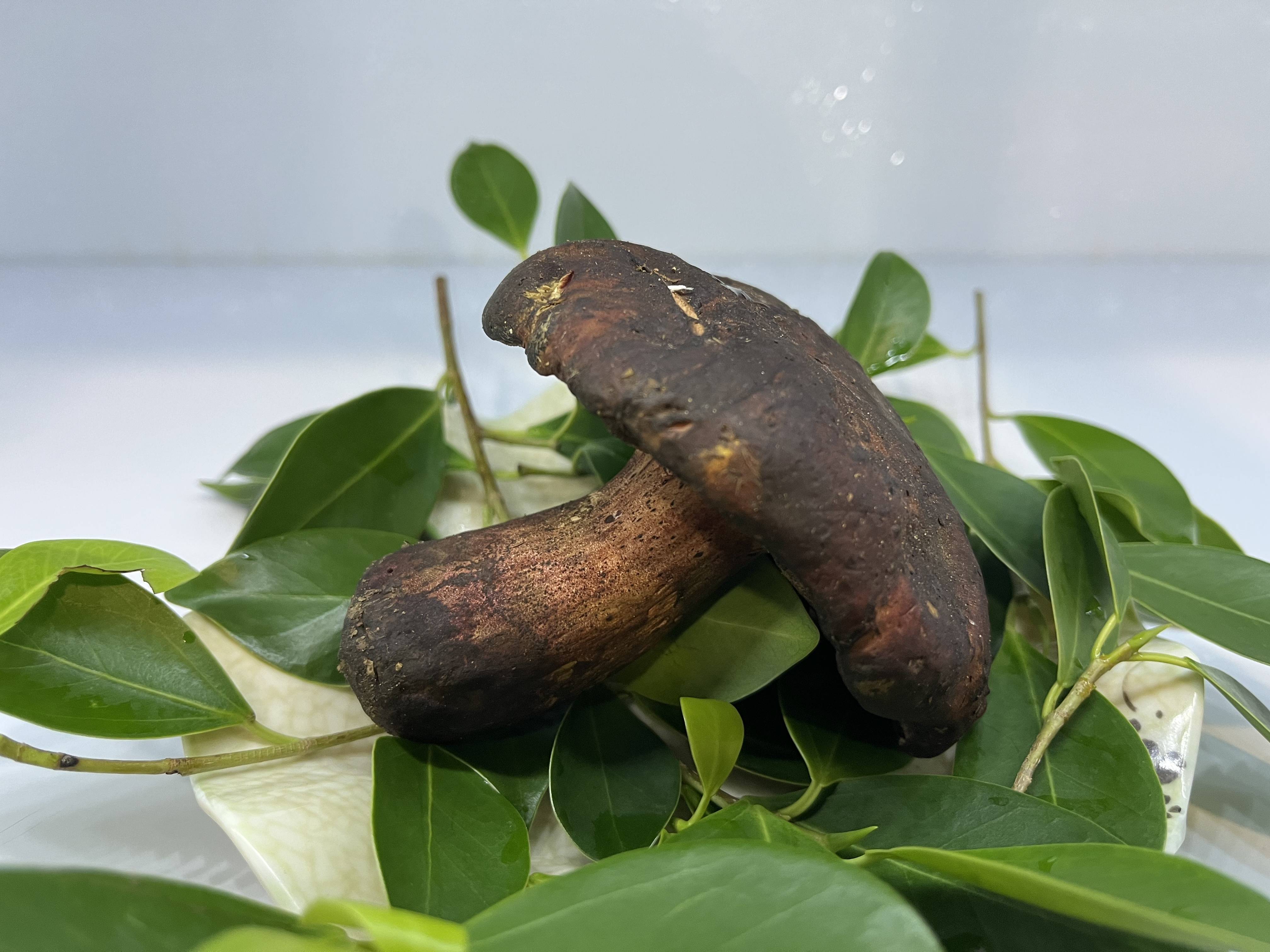 武陵山珍～科普|野生菌 见手青_牛肝菌_那几_毒性