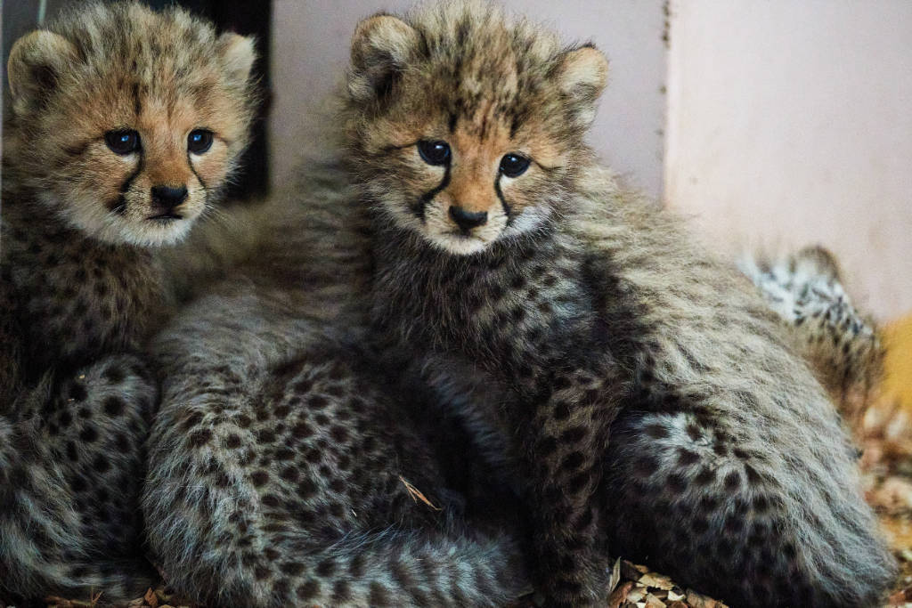 波蘭格但斯克動物園迎來珍稀小獵豹 精心呵護助其成長_未來_photo_幾