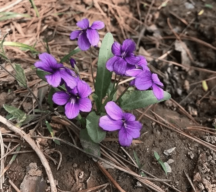 山谷下的石缝里,有1种"免耳草"罕见,碰到要珍惜,比月季值钱