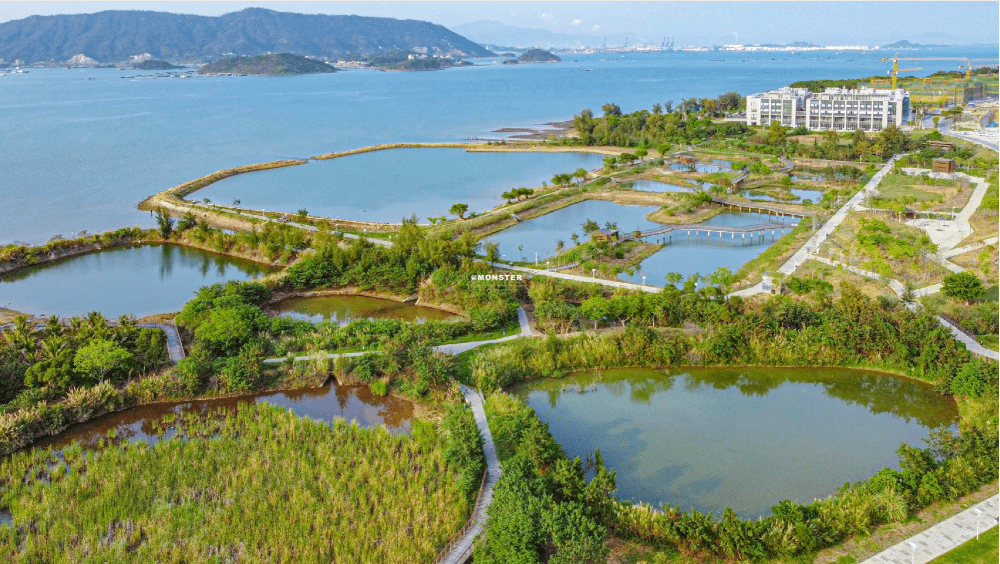 深圳坝光湿地公园图片