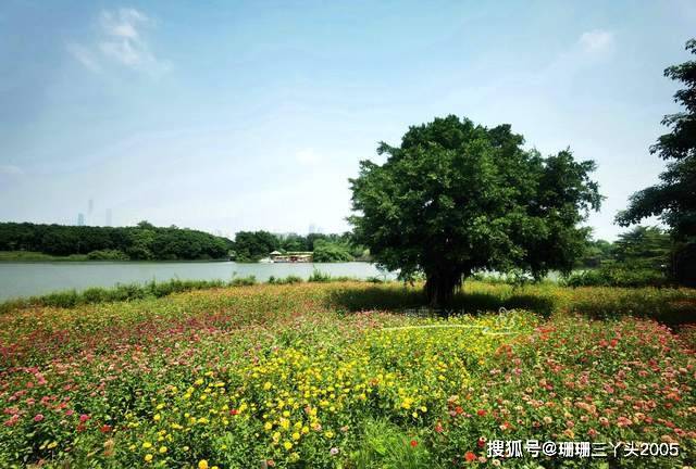 称“广州绿心”的公园，湖边大片百日菊绚丽绽放，地铁直达免门票