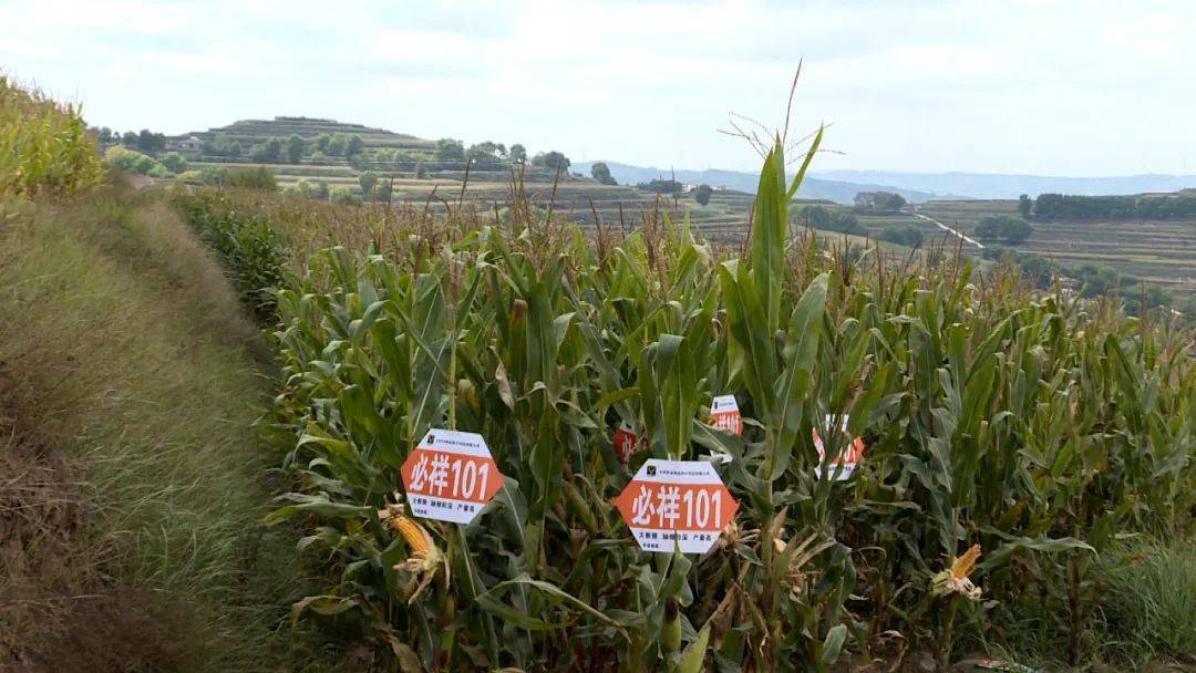 推广村集体分红,合作社带动农户受益的经营模式,在石泉乡大力发展玉米