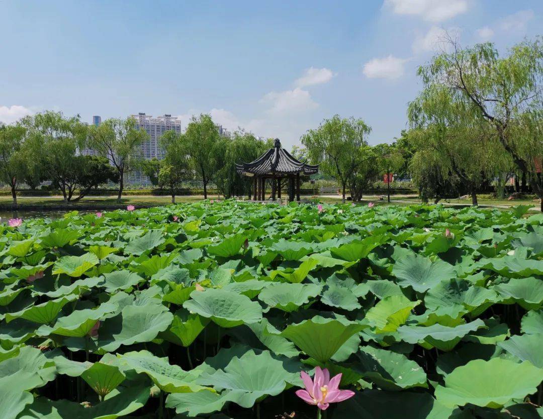 共青湖公园图片