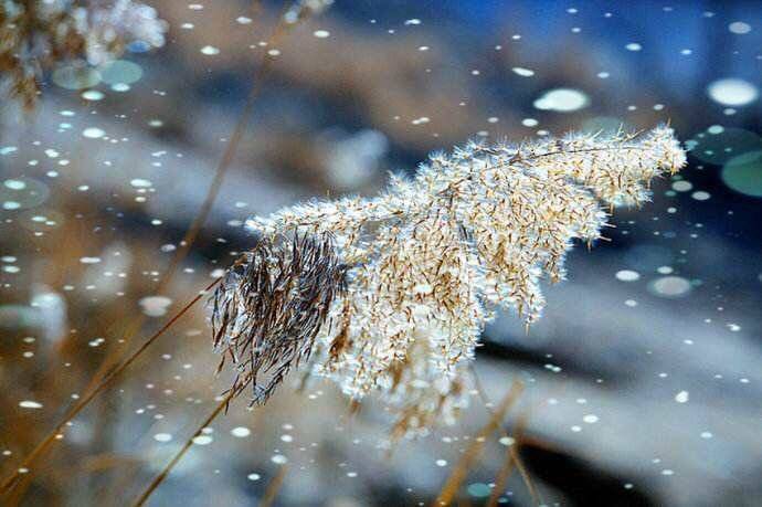 芦花飞雪白茫茫_芦苇_世界_季节