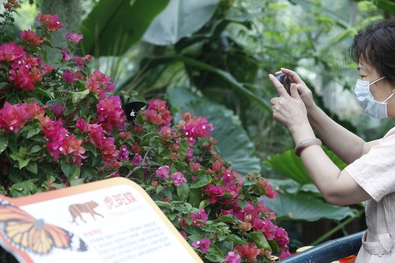 上海一个月内将陆续放飞近5万只蝴蝶，都是有颜值的“老乡”