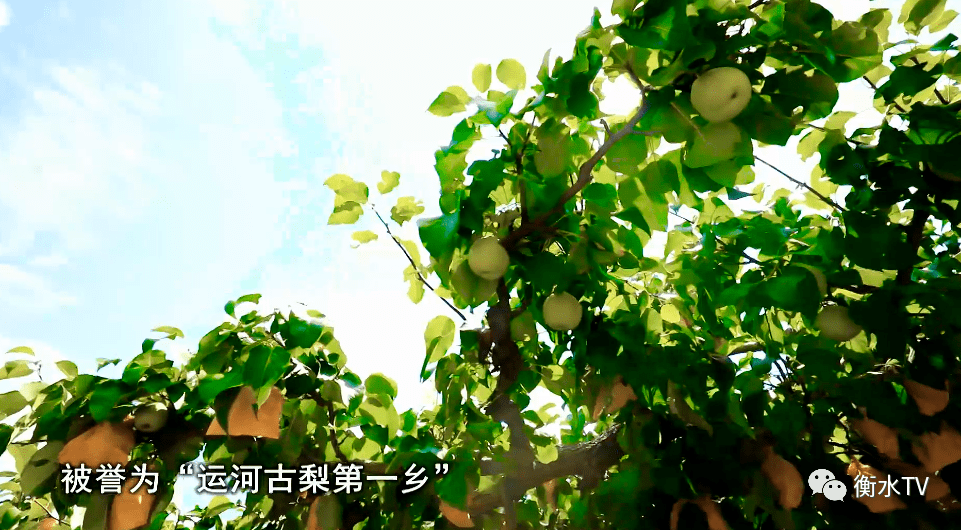 阜城 刘老人 百年老梨_衡水_新闻_刘佳