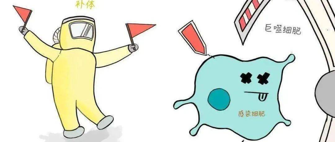 肾功能检查时，为什么有的人要查补体？补体是什么？_疾病_免疫_活动