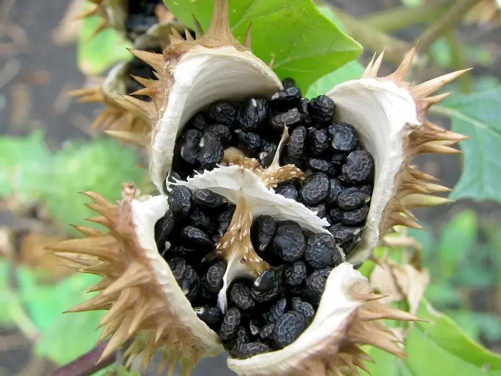 神医华佗用它制作"麻沸散",长得像喇叭花,毒性很强,见到请远离_农村