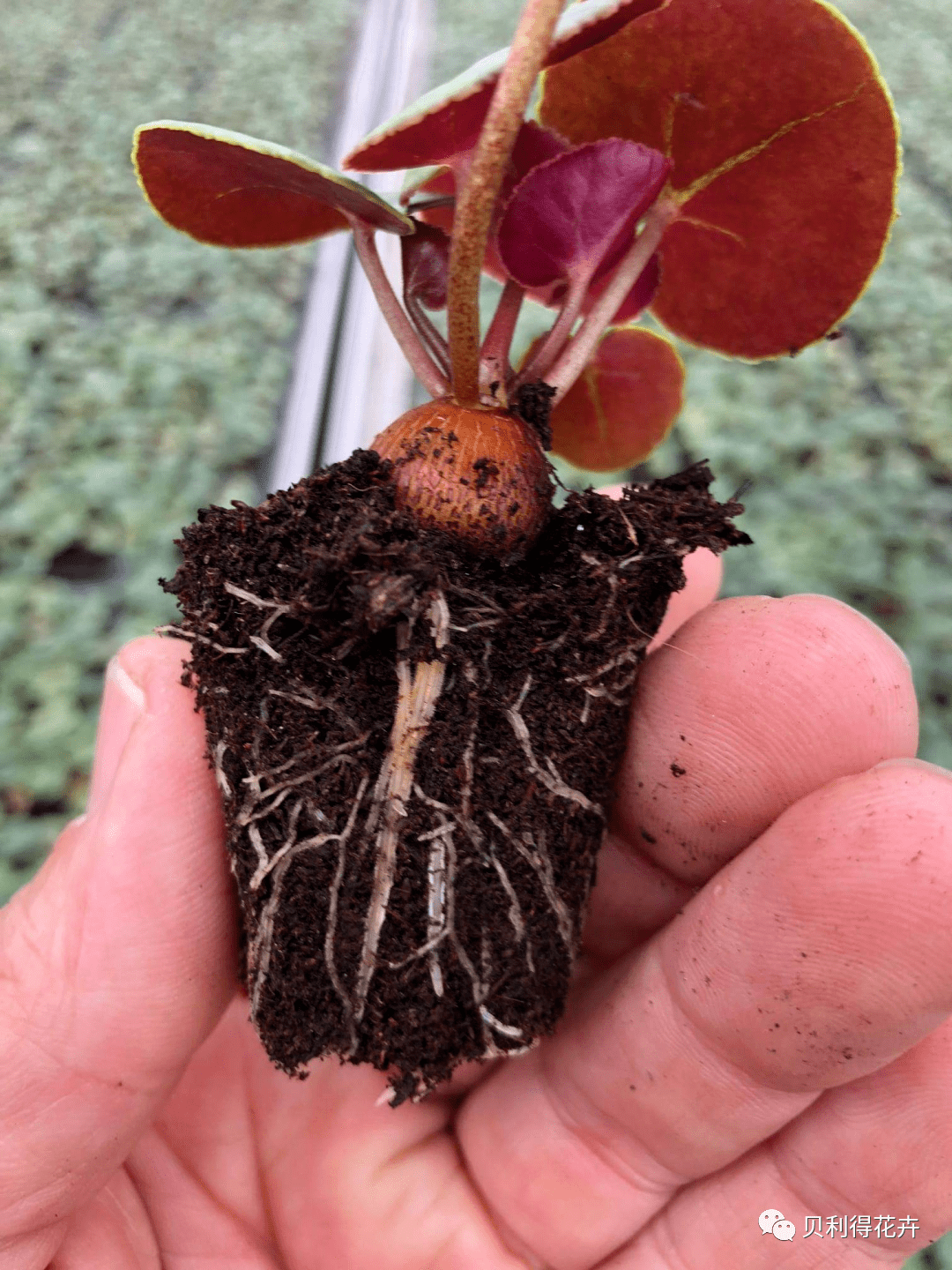 【花园植物】花型别致,娇艳多姿的冬季仙客来盆花品种推荐