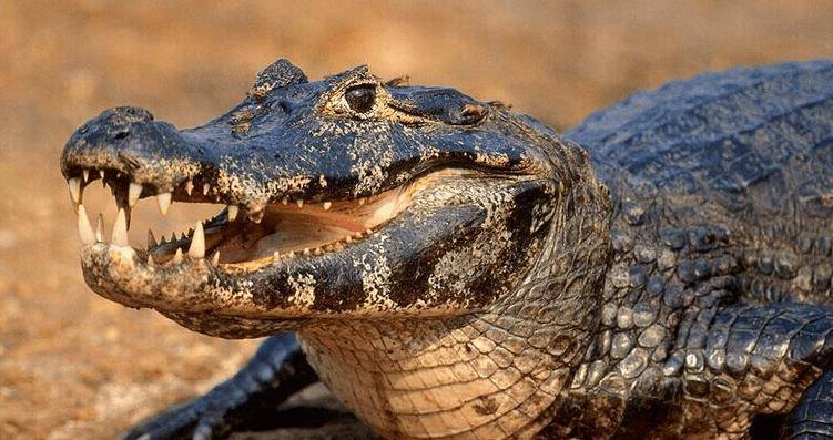 亚马逊鳄鱼实际上是黑凯门鳄,因为生活在亚马逊流域,所以称之为亚马逊