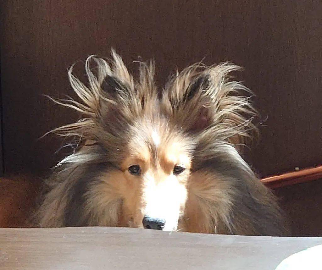 原来狗狗刚睡醒的样子,也是丑到不忍直视了