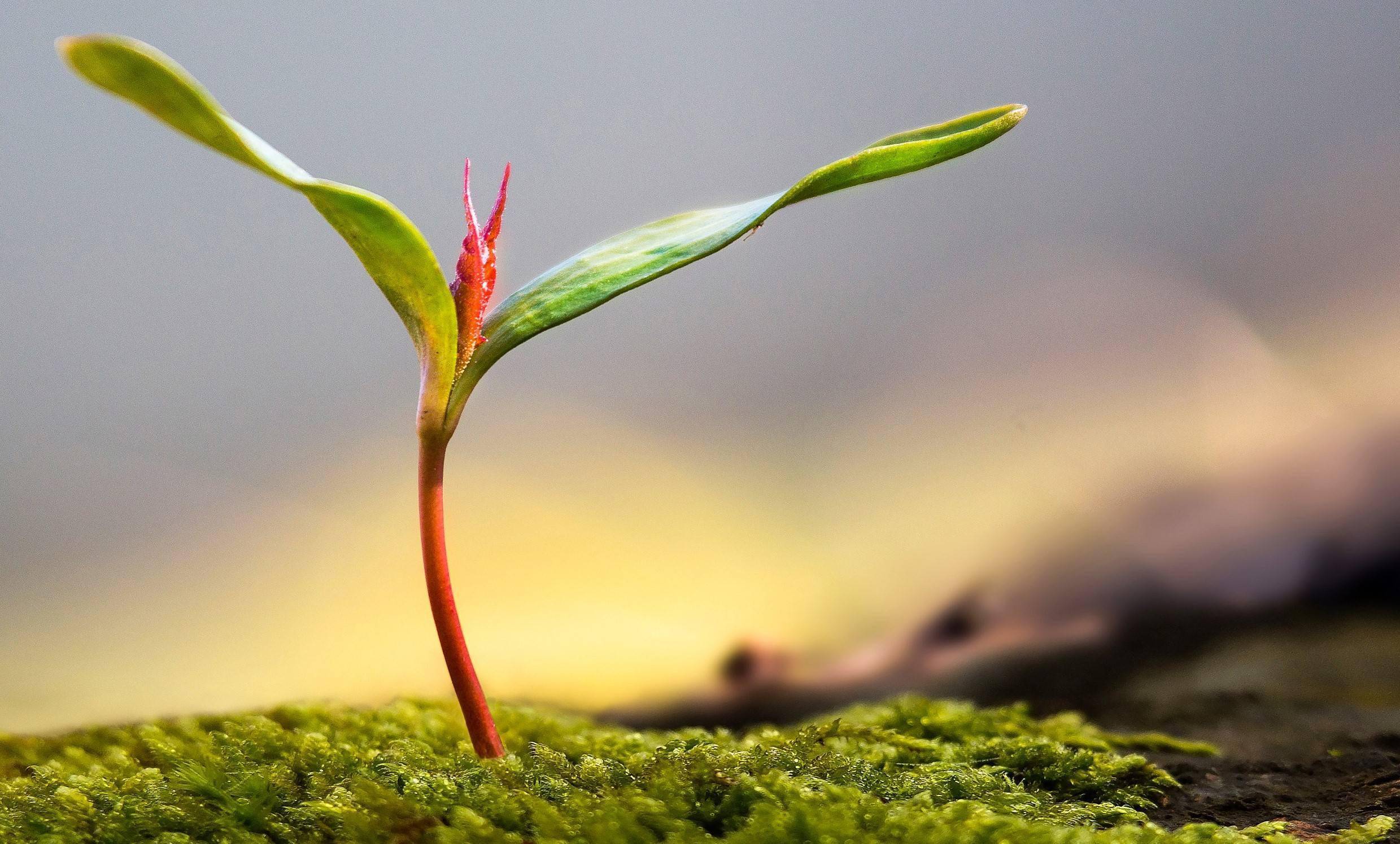 高瓴推出"aseed "共创模式,计划3年投资100 种子企