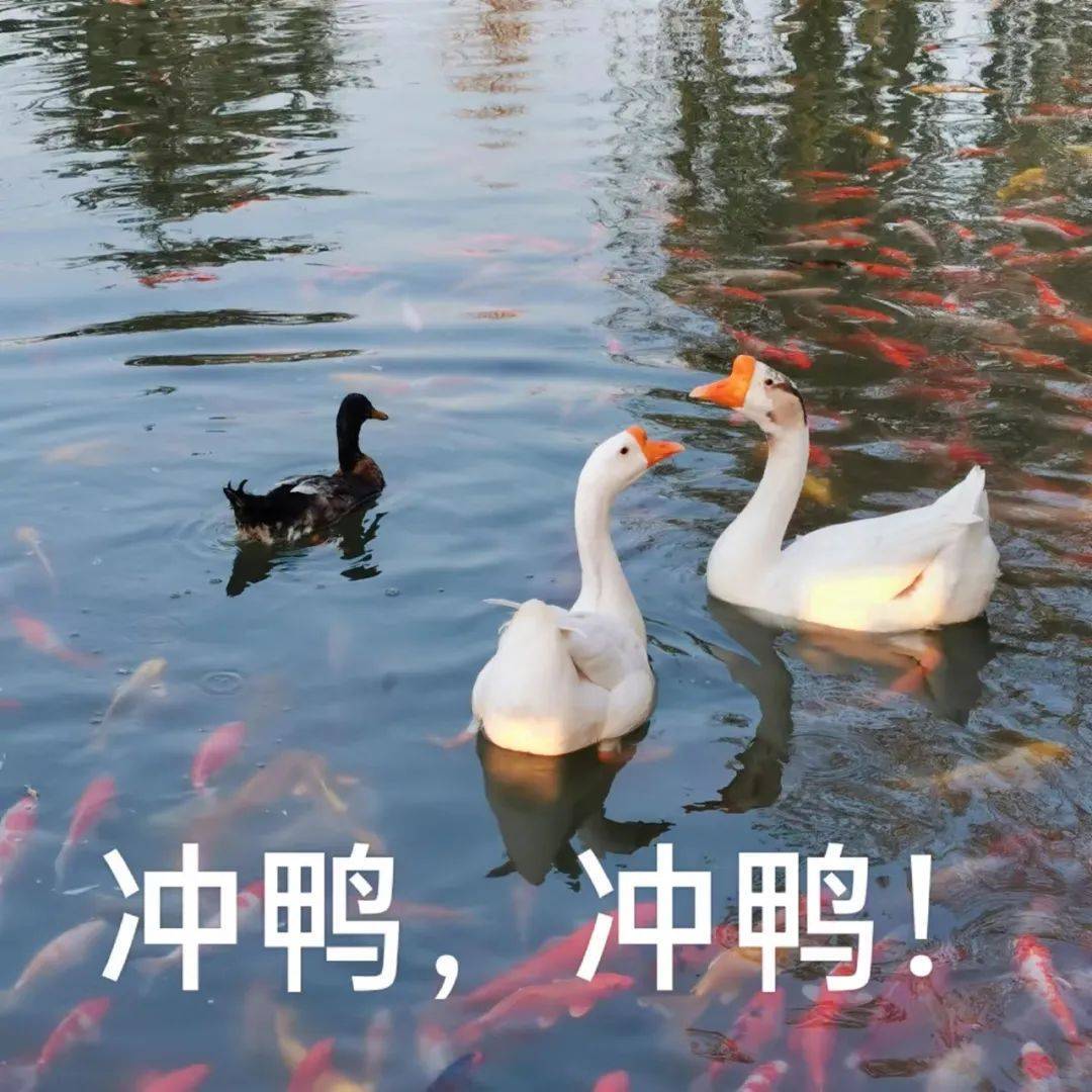 济宁学院超全表情包上线!_灵魂_万物_一草一木