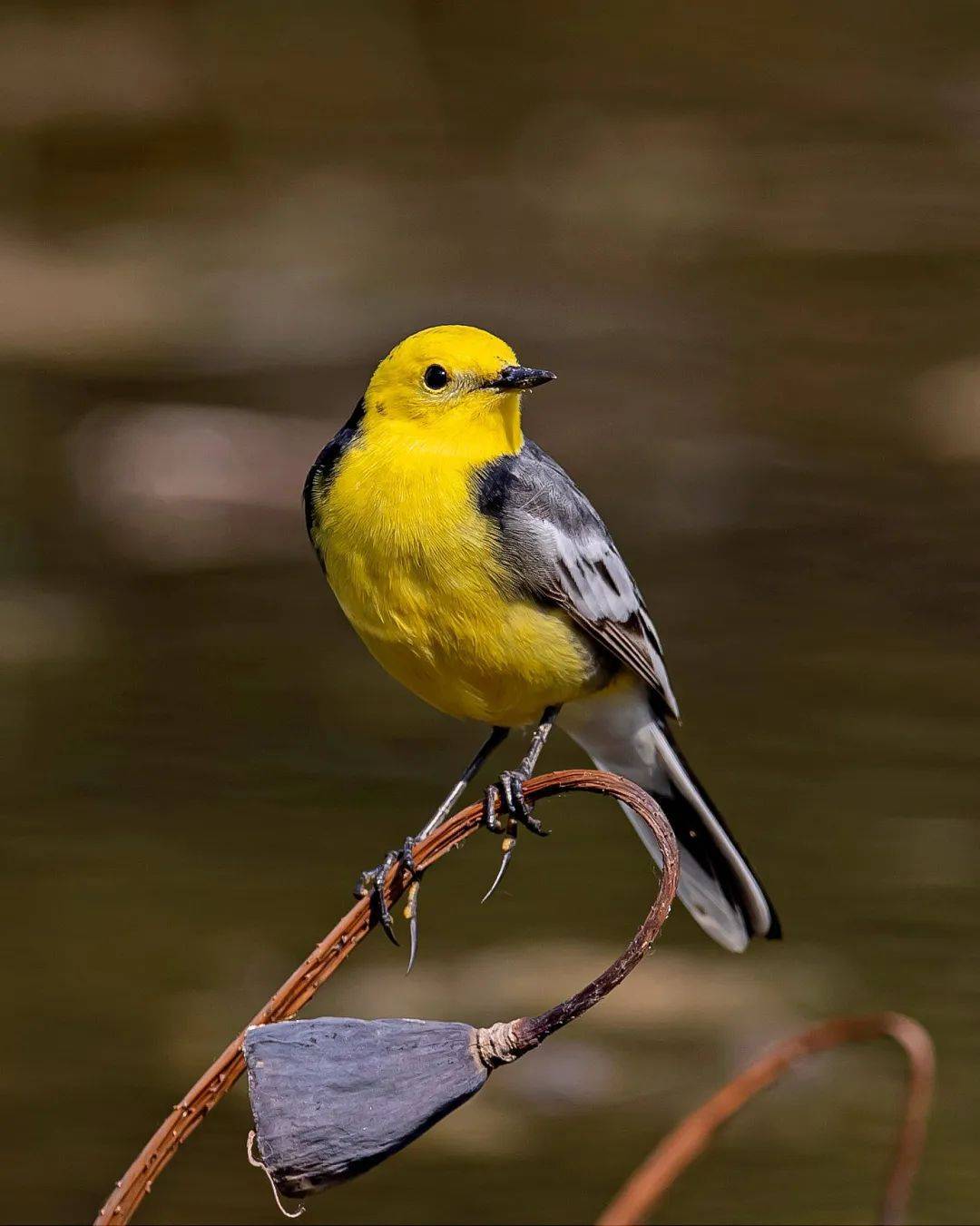 黄腹山雀(李异)蓝矶鸫(任延宏)强脚树莺(任延宏)崖沙燕(刘伟)白眉姬翁