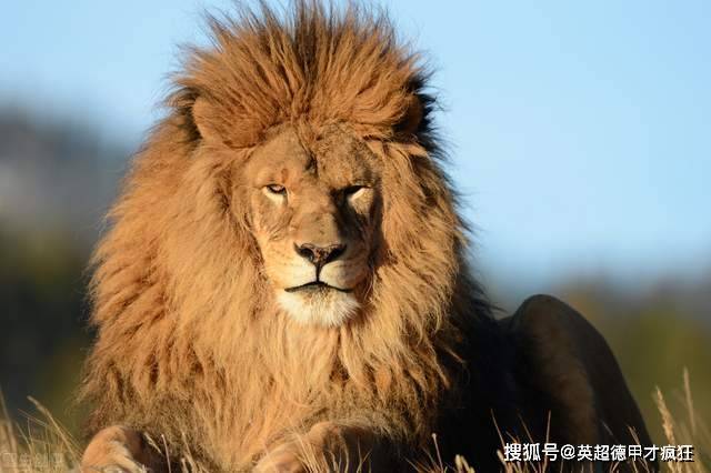 科斯塔拍摄了狼队自宣短视频之后,一时间好评如潮,全球也都记住了这个