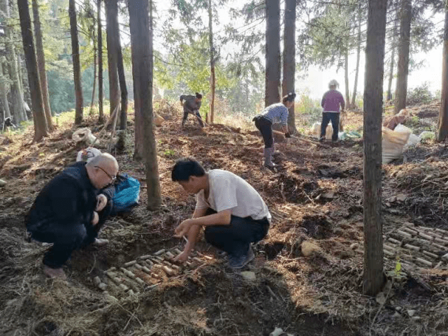 雷山县乌杆天麻种植标准化示范区建设_产业_全县_产品