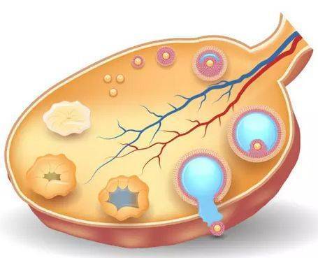 于萍讲孕育:多囊卵巢综合征,促排卵之前,这些准备要做好!
