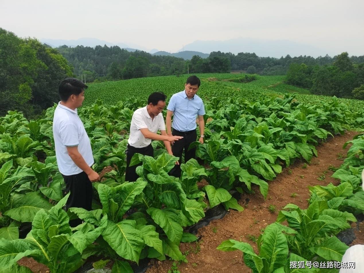 陕西西乡堰口村村书记图片