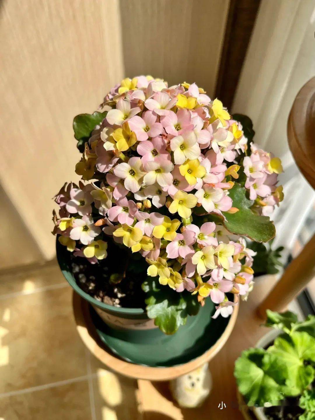 感觉自己错过了一个亿_品种_颜色_开花