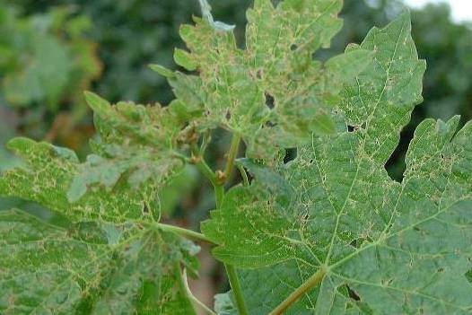 葡萄树的常客,绿盲蝽,你了解它的危害特征吗?_害虫_防治_绿色