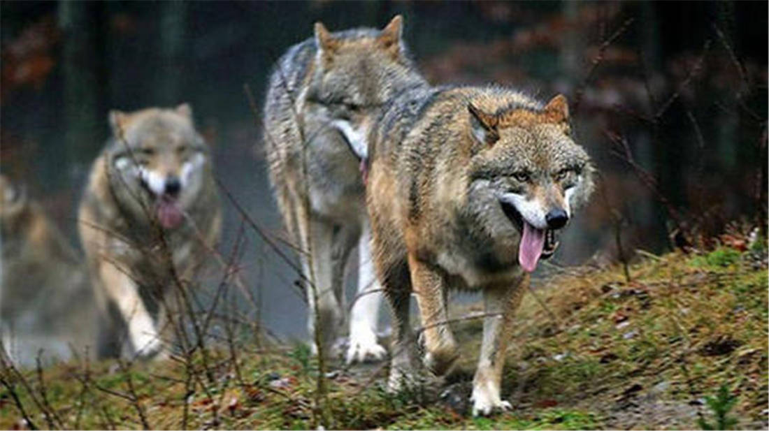 四川贡嘎3只狼围攻2头藏獒，小藏獒被猎人救下，狼群再次下山捕猎，被藏獒咬死