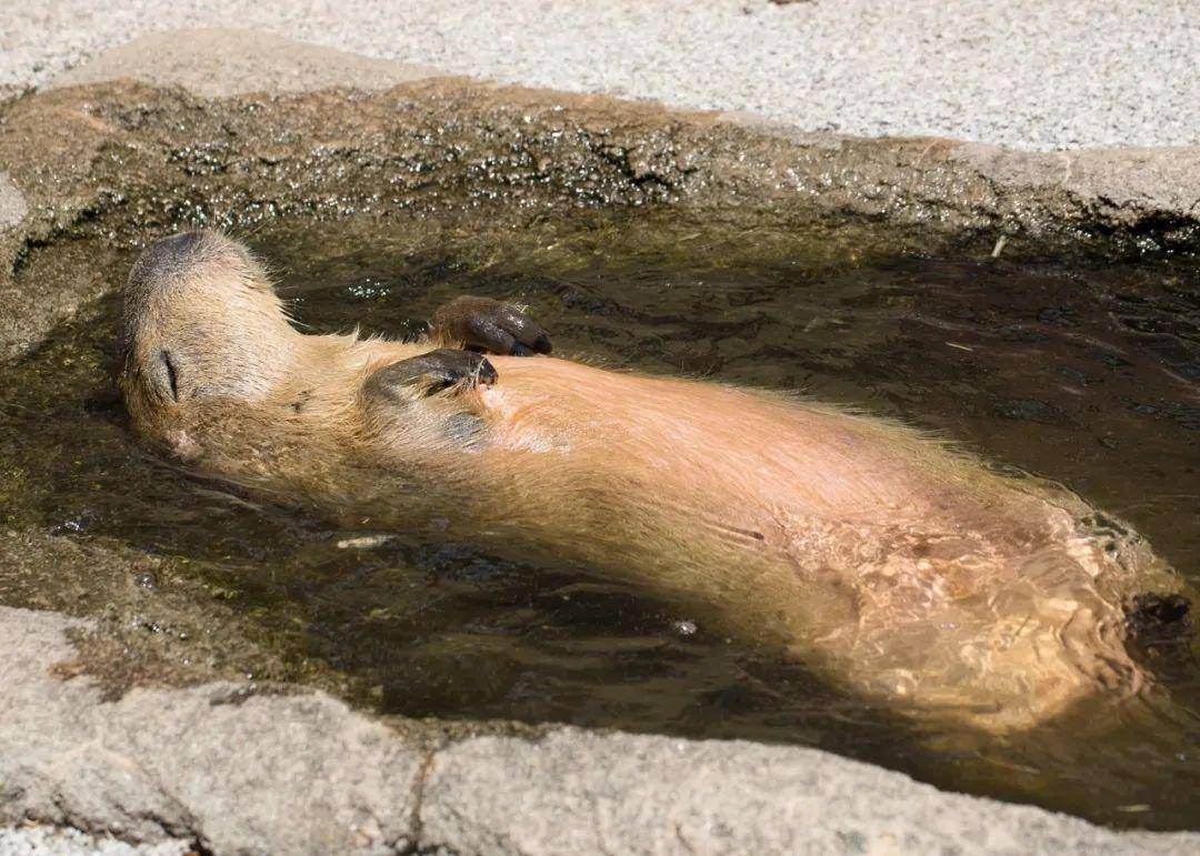 水豚表情包爆火tiktok!