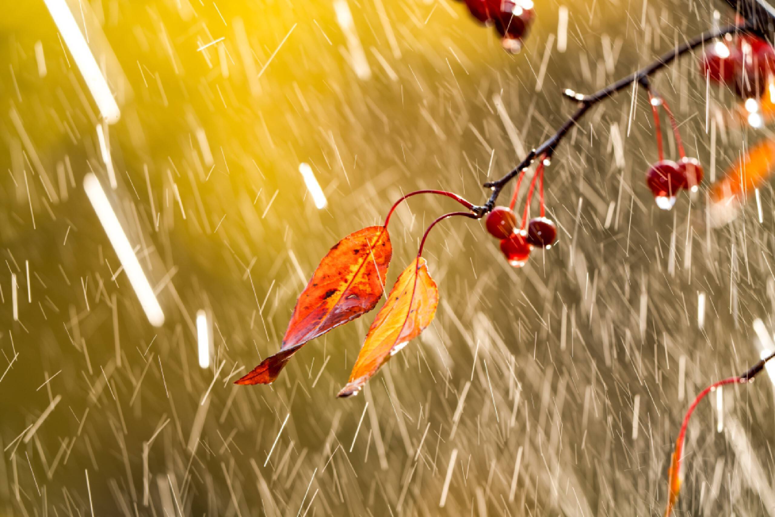 雨中的梧桐树图片图片