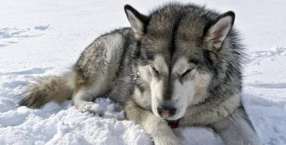 哈士奇和狼有什么区别?二哈混入狼群当上狼王!_生活_成年_对方