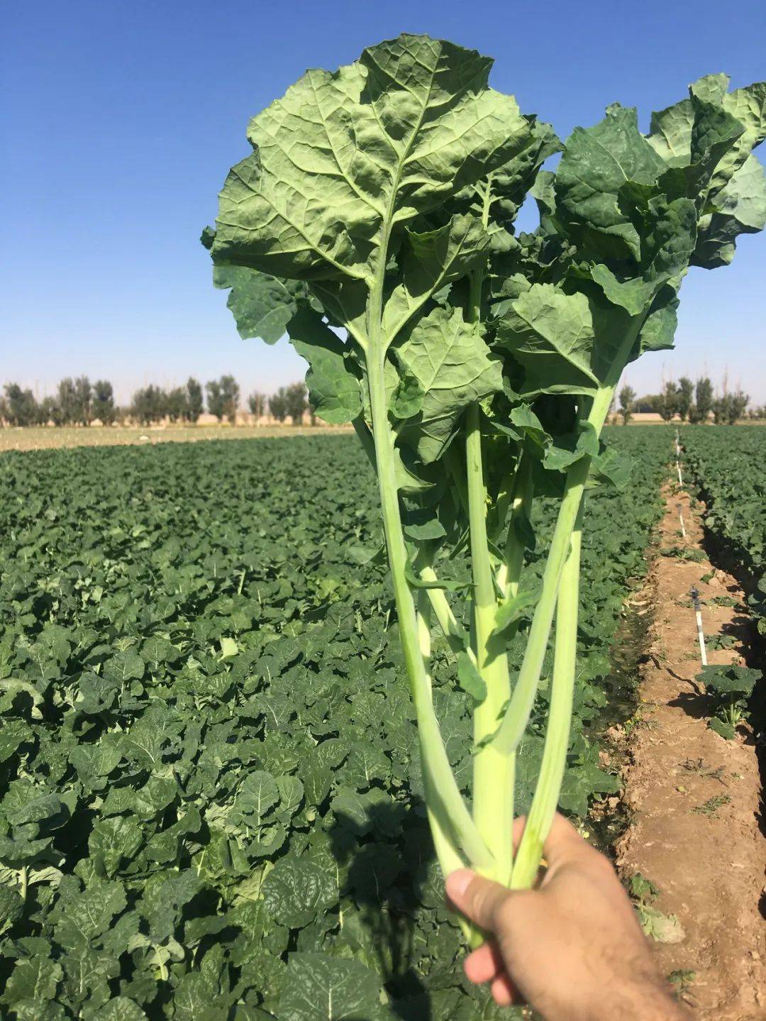 金昌解锁板蓝根新吃法_青菜_湾区_蔬菜