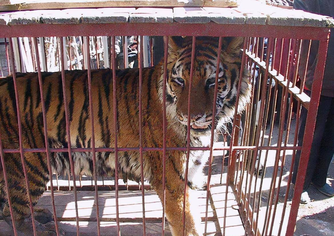 一母亲为救私自在虎园下车的女儿身亡,女儿索赔百万被拒_赵菁_老虎