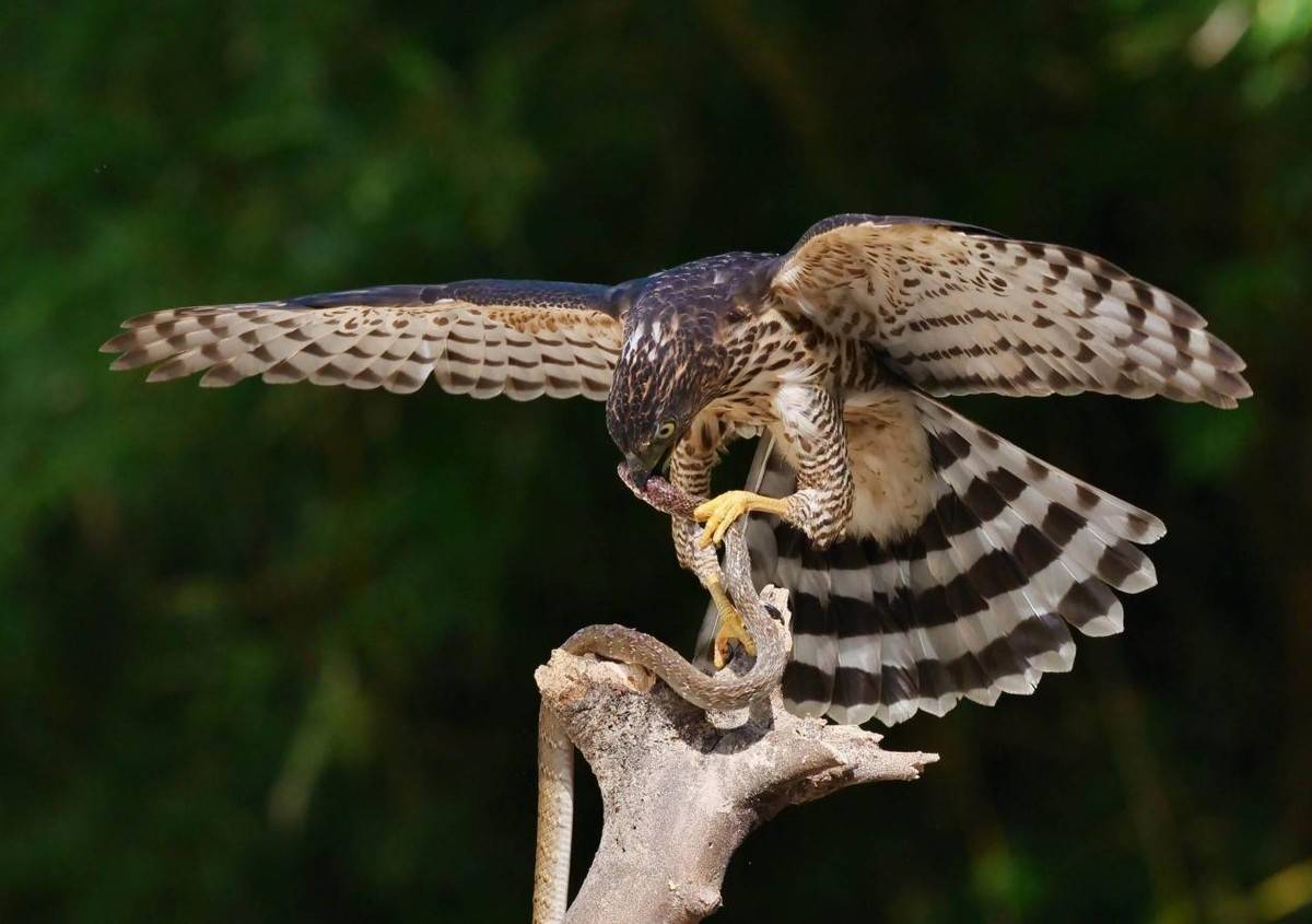 能毒死100个成年人的毒蛇,也难逃老鹰的魔爪_毒液_血液_人类