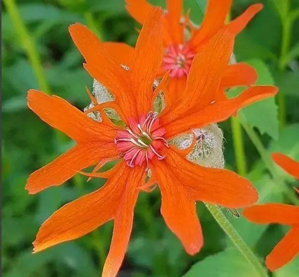 百合_院子_兰花