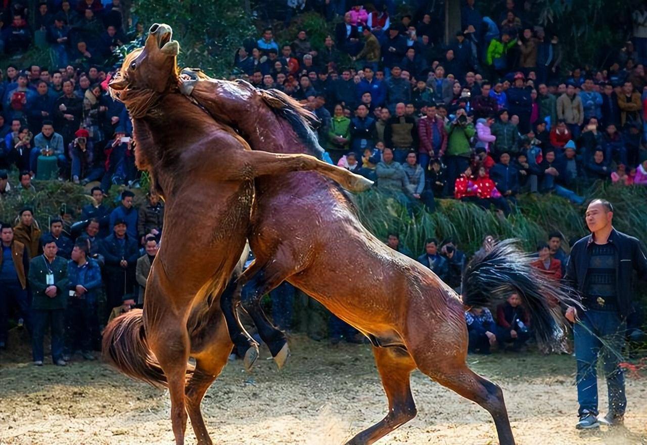 公马正在河边洗澡,将母马放出城去会怎样,令人拍案叫绝的美马计_李牧
