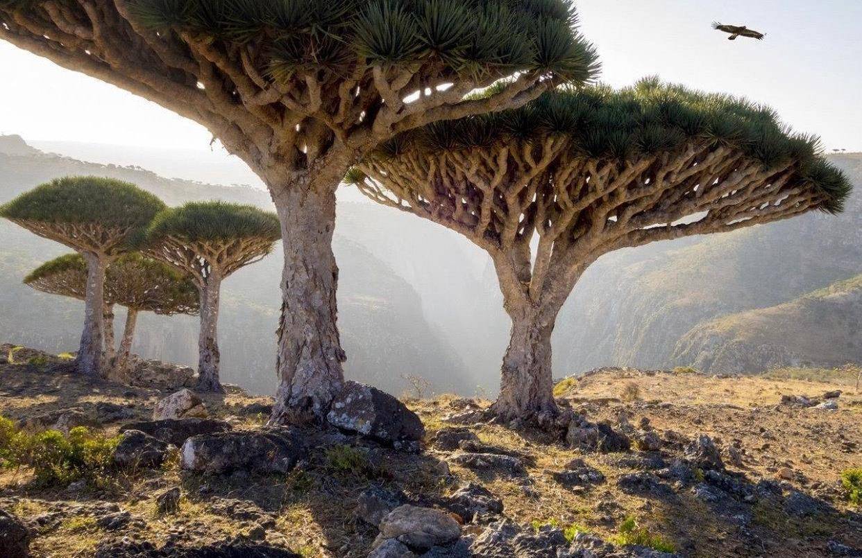 岛上的植物太奇特了!_世界_宇宙_水分