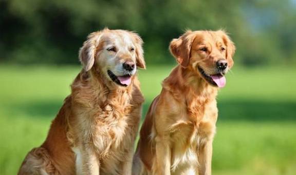 金毛犬标准体重是多少斤 长不胖该怎么办 减肥 毛发 蛋白质