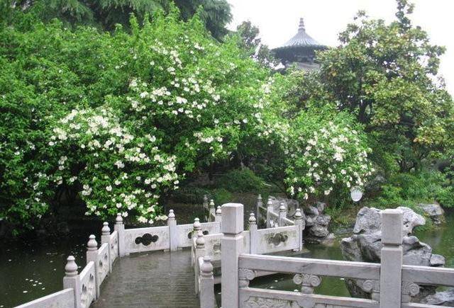 隋炀帝曾到扬州看琼花，这个故事是真是假，其实真正的琼花很漂亮