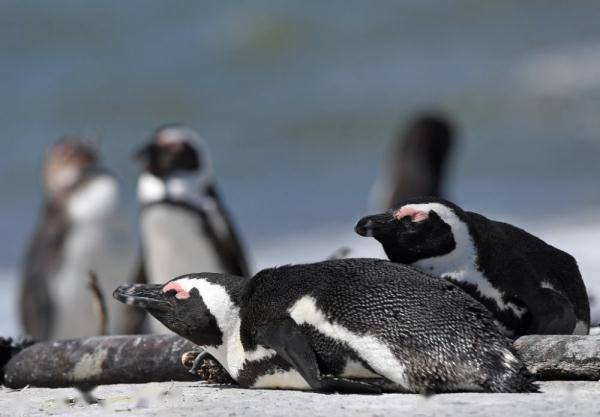 南非近30只非洲企鹅死于禽流感